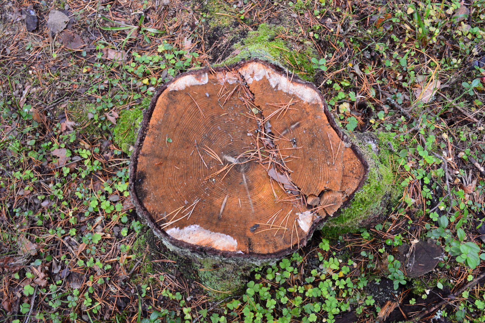 Deadwood Pruning – New Braunfels