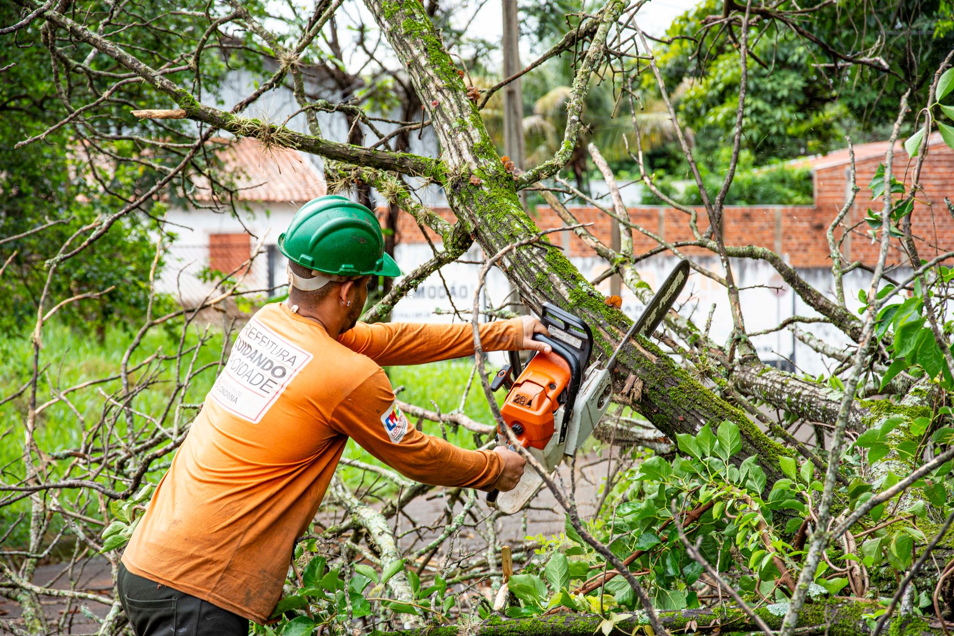 Hedge Work – New Braunfels